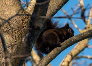 We are your neighbors. We are Black Squirrel News.