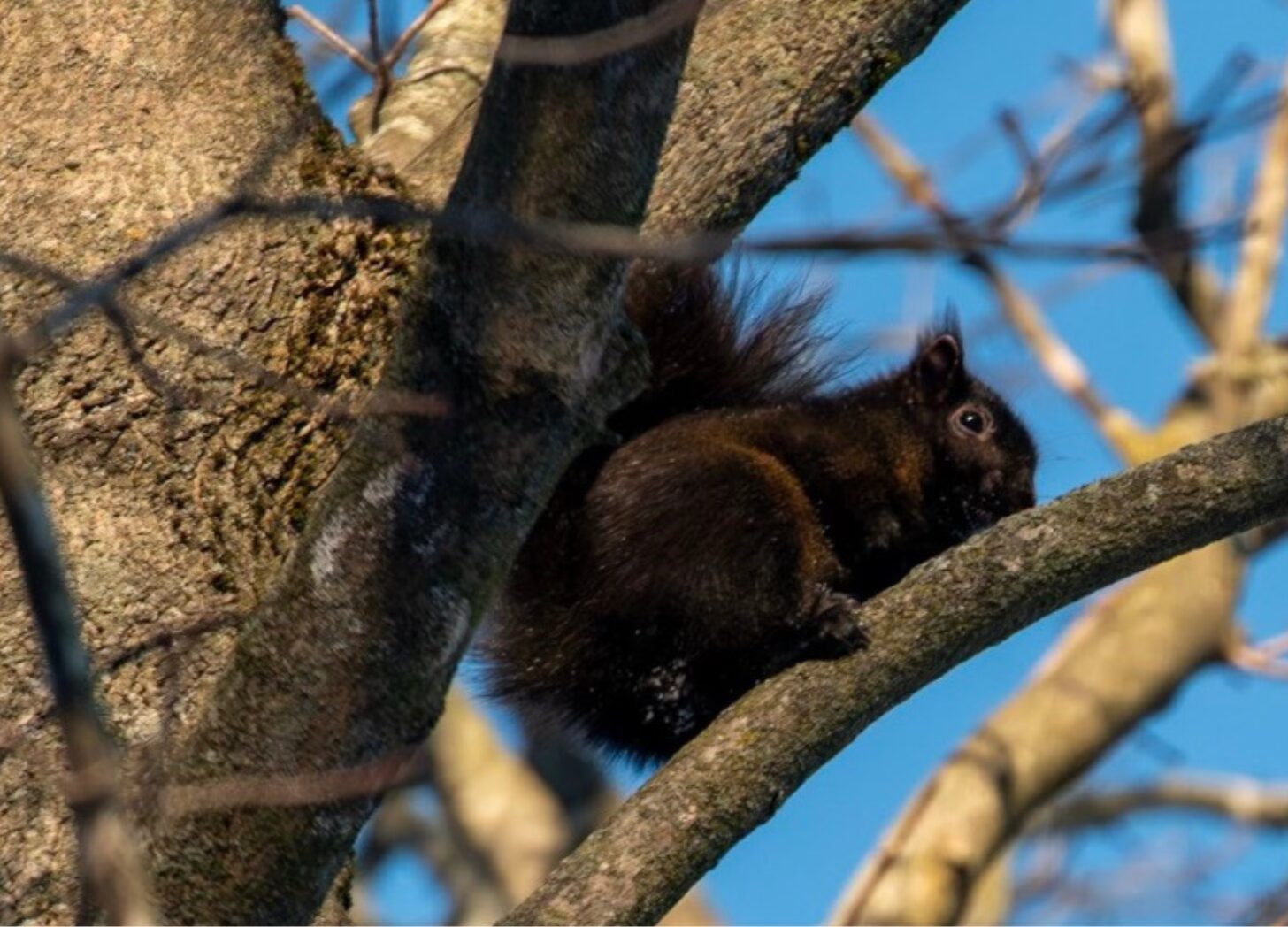 We are your neighbors. We are Black Squirrel News.