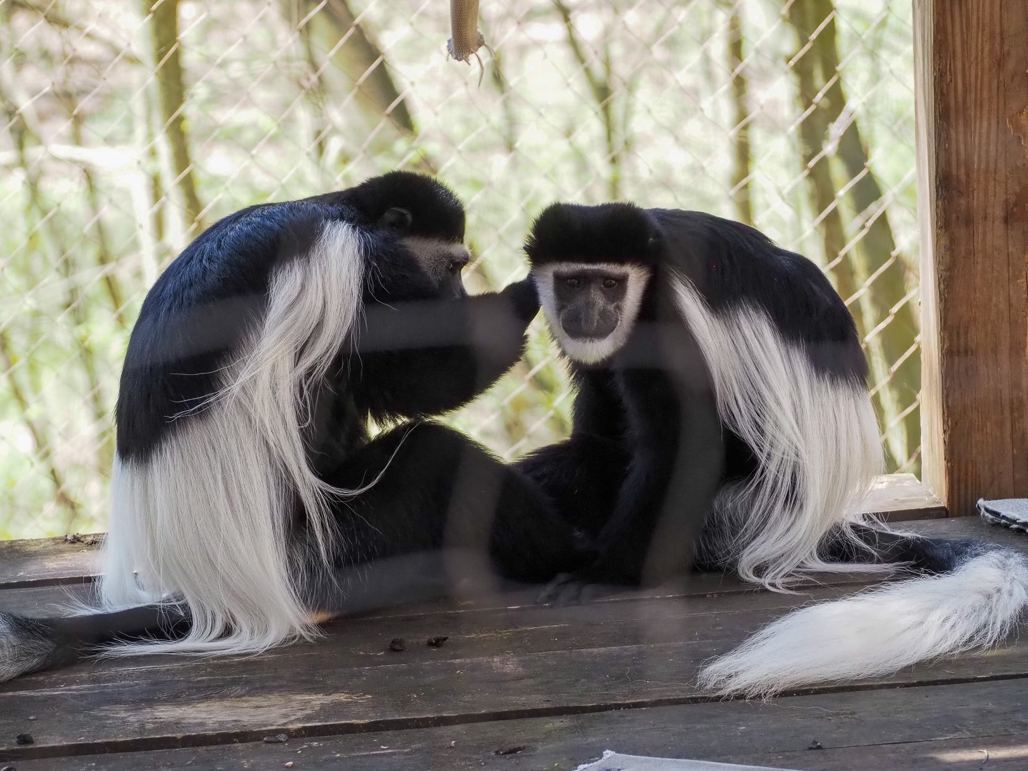 7 fun facts about the animals at Binder Park Zoo