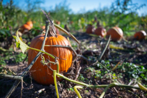 Pumpkin patches, corn mazes and hayrides in Calhoun County